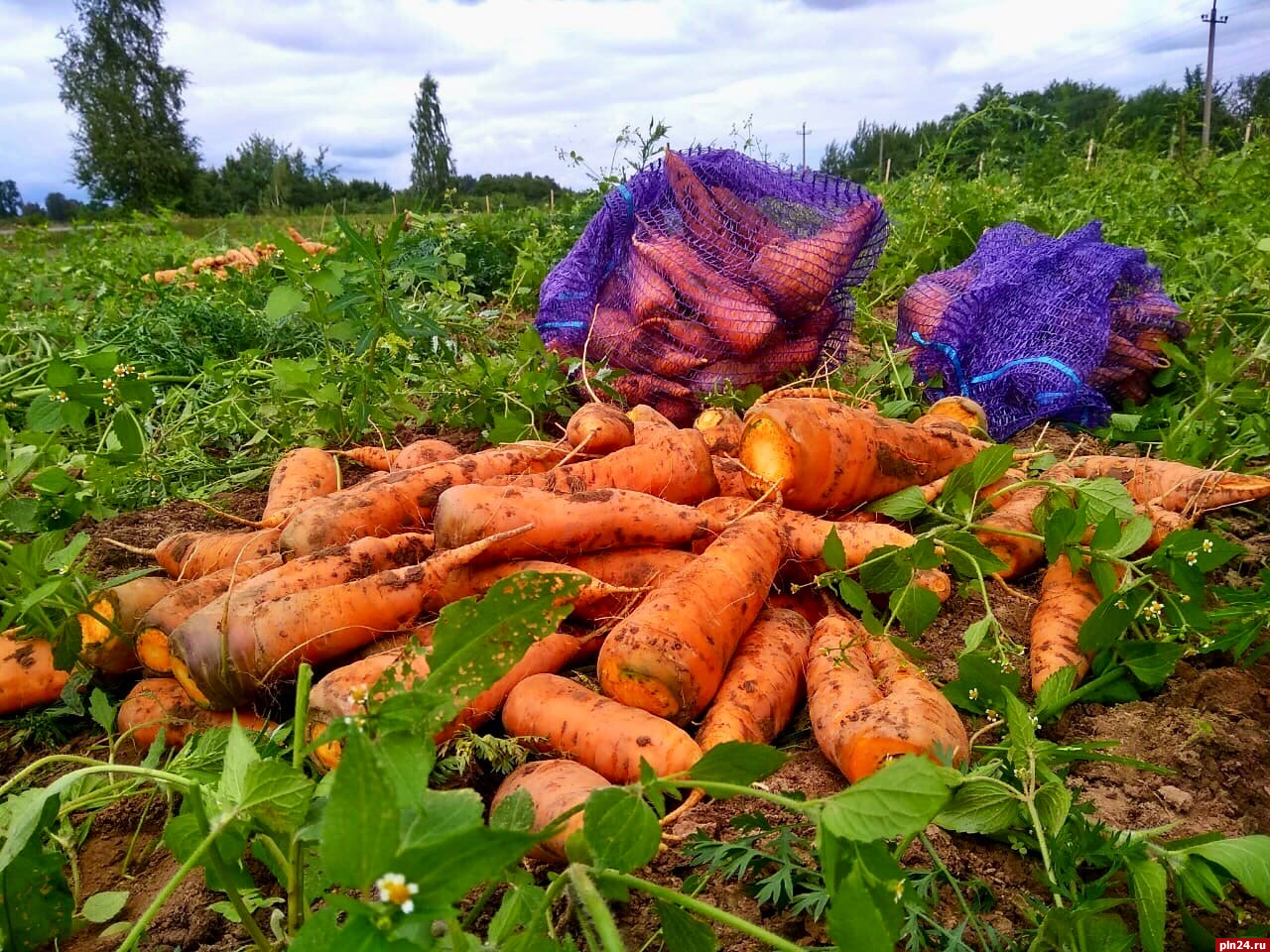 Органическая морковь