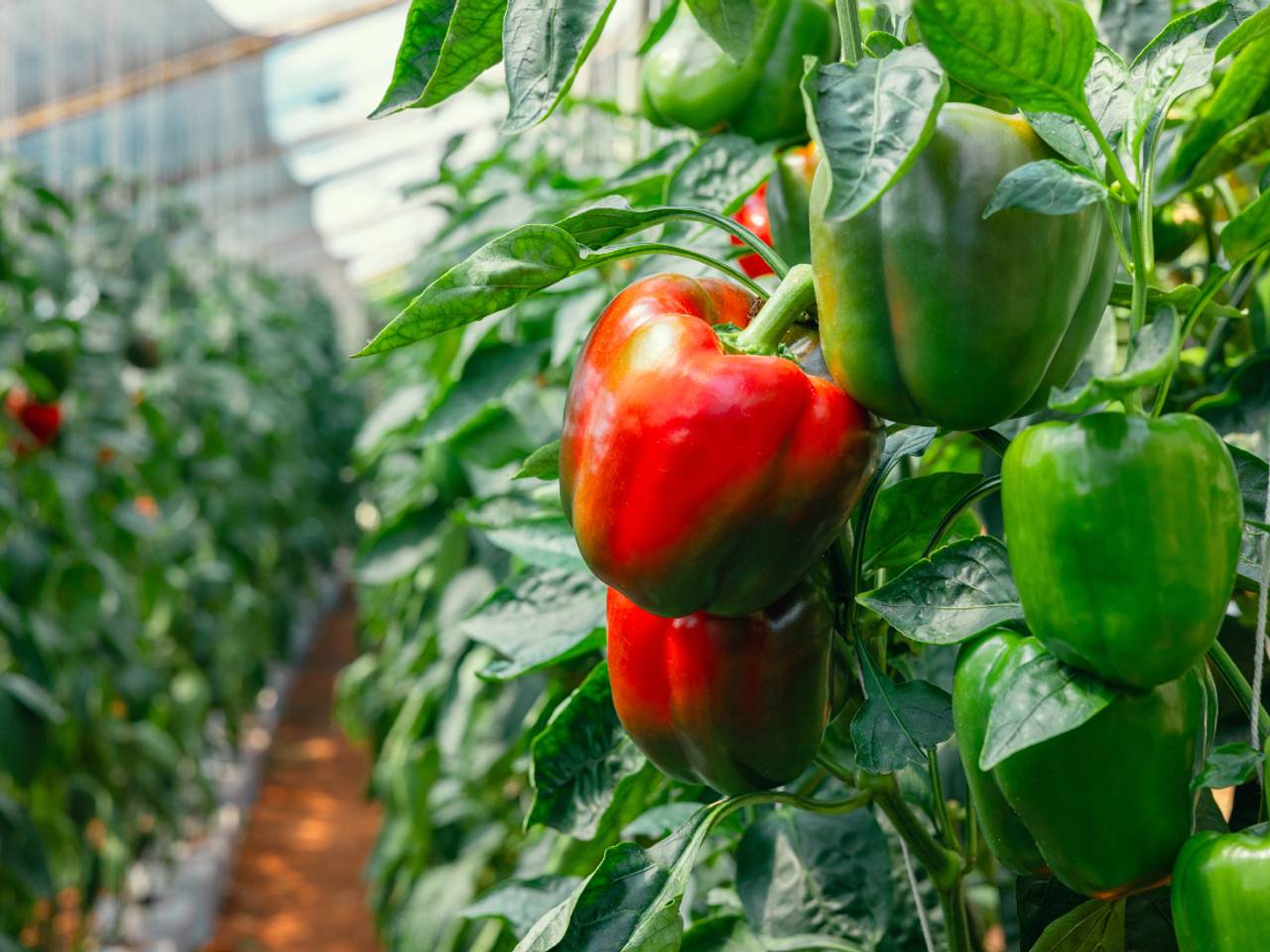 Болгарский перец