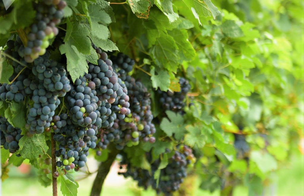 Сладкий виноград