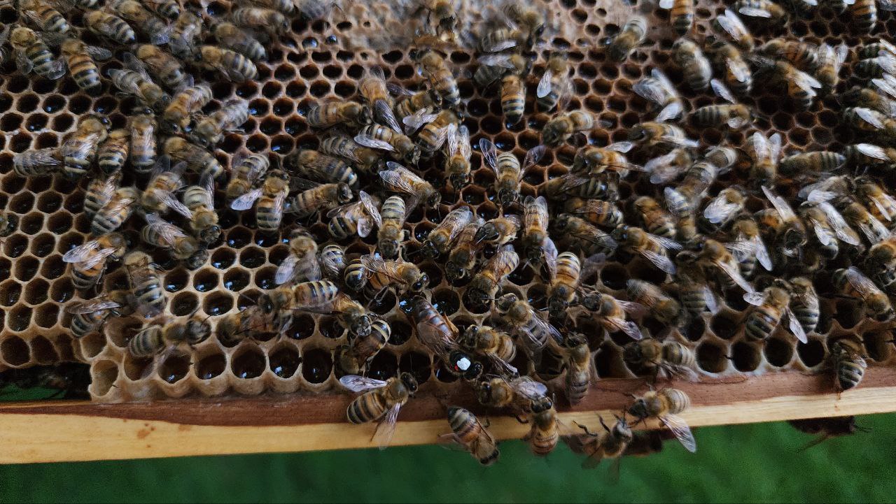 Высококачественный мед