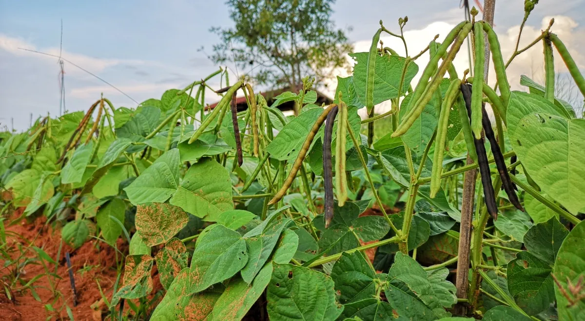 Маш (Бобы мунг, вигна мучистая)